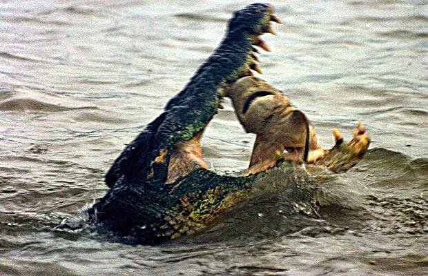 Crocodilo Comendo Tubarao