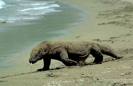 Dragão de Komodo