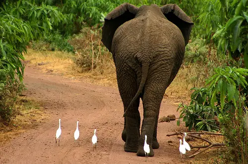 Elefante no Comando Elefante no Comando