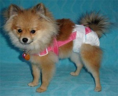 Fraldas para Cachorro Fraldas para Cachorro