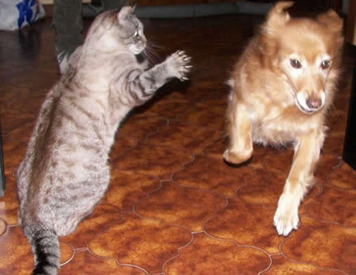 gato-bom-de-briga1 Gato com de briga!
