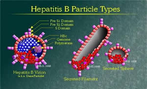 Hepatite