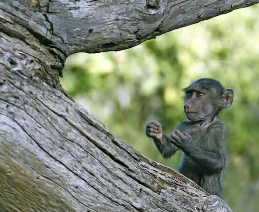 macaco-lutador1 Macaco Lutador