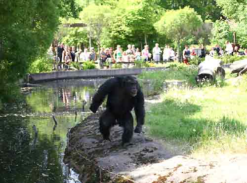 Chimpanzé Santino