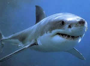 Tubarão Tigre