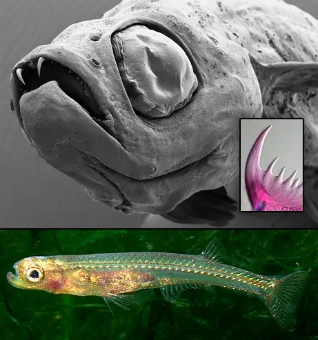 Foto do Peixe Drácula Foto do Peixe Drácula