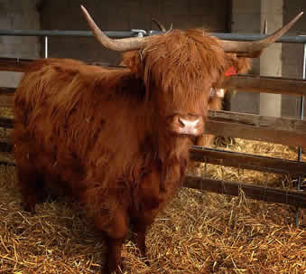 Vaca Fugitiva Vaca Fugitiva
