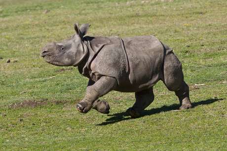 Filhote de Rinoceronte Correndo