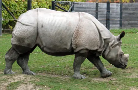 Foto Rinoceronte-de-java