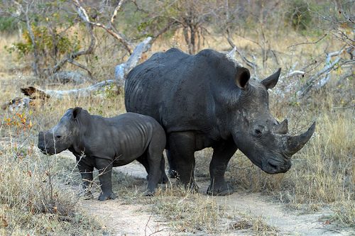 Rinoceronte Negro da África com filhote