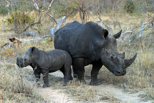 Rinoceronte Negro da África com filhote