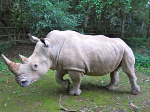 Rinoceronte-branco macho
