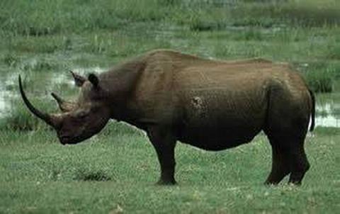Rinoceronte de sumatra no campo