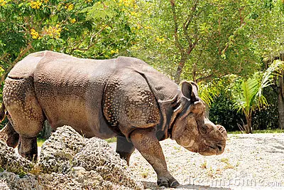 Rinoceronte-indiano