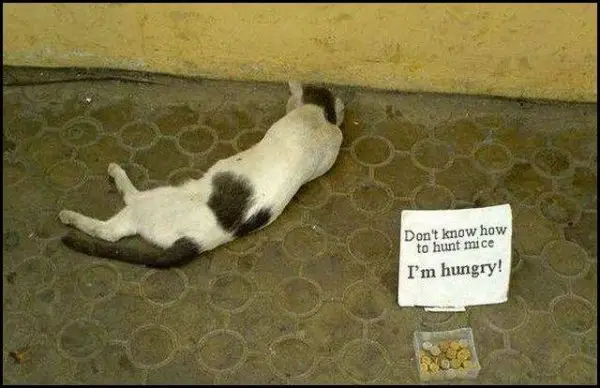 Ajuda para um pobre Gato