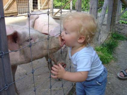 Beijando um Porco