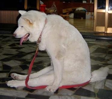 Cachorro Cansado Cachorro Cansado