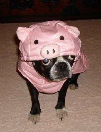 Cachorro Entediado Cachorro Entediado