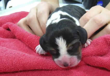 Cachorro Clonado Cachorro Clonado