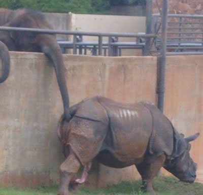 Elefante e Rinoceronte Elefante e Rinoceronte