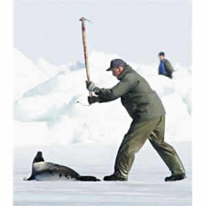 Matança De Focas Matança De Focas