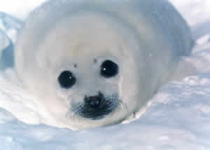 Matança De Focas Foca