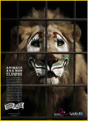 Maltrato de Animais no Circo