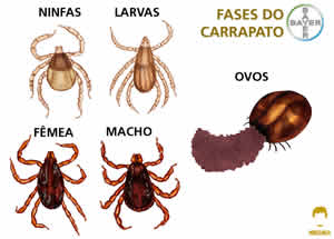 Carrapatos