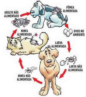 Controle Carrapatos