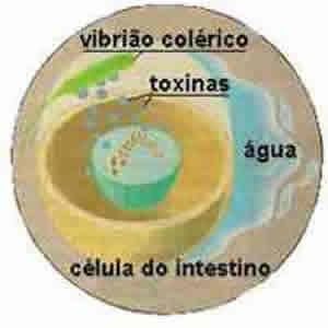 Cólera Cólera