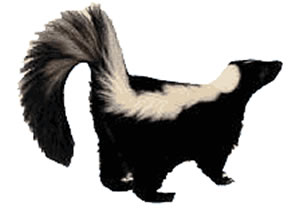 Gambá Gambá