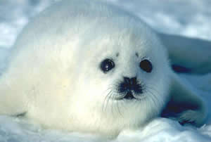 Foca