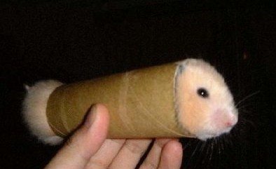 Hamster WTF Hamster WTF