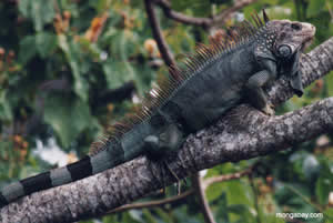 iguana-1 Iguana