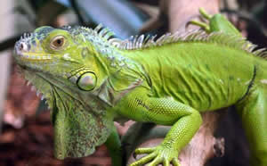iguana-2 Verde