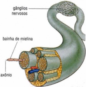 Imagem de Nervo Imagem de Nervo