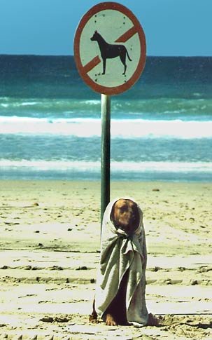 Proibida a Entrada de Cachorros