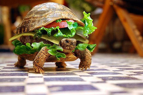 sanduiche-de-tartaruga.jpg