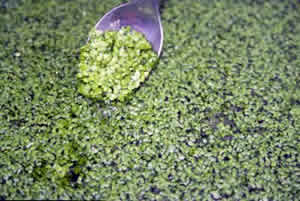 super-planta-2 Super Planta
