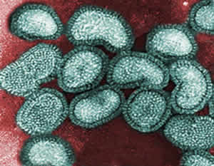 Vacina De Gripe Vírus Influenza