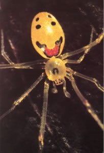 Aranha