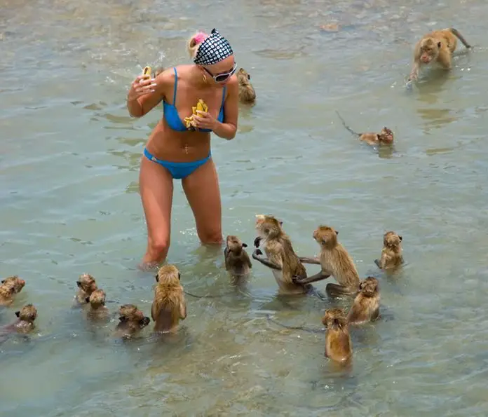 Ataque de Macacos no Mar