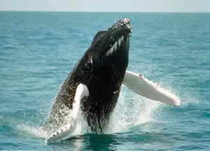 Baleias Ameaçadas