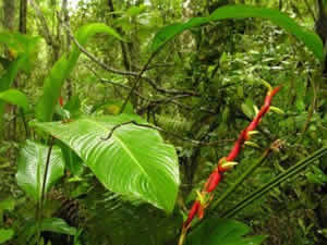 Ecossitemas Brasileiros Vegetação