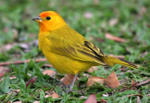 Canário da Terra Canário da Terra