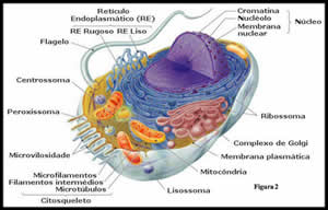 Biologia