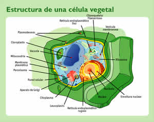 Célula Vegetal