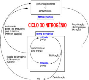 Ciclo do Nitrogênio