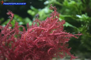 Alga Vermelha