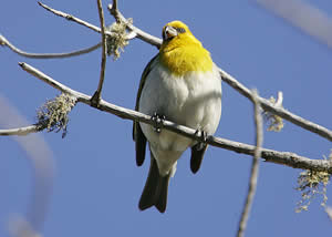 Palila em Extinção